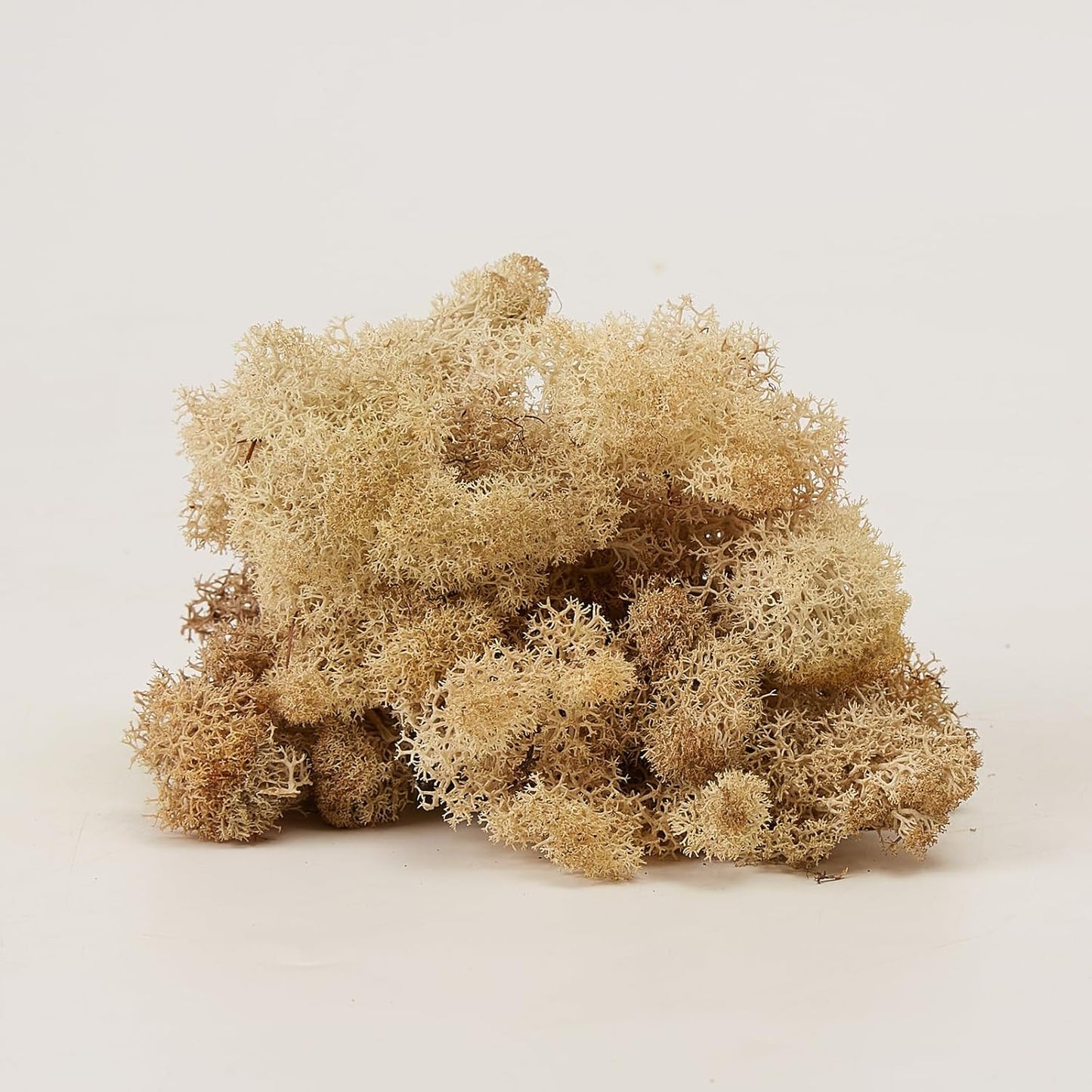 Preserved Reindeer Moss Natural Green DIY Kit Gardenning Art Wall Decor Florist Decor Easter Table Decor Wedding