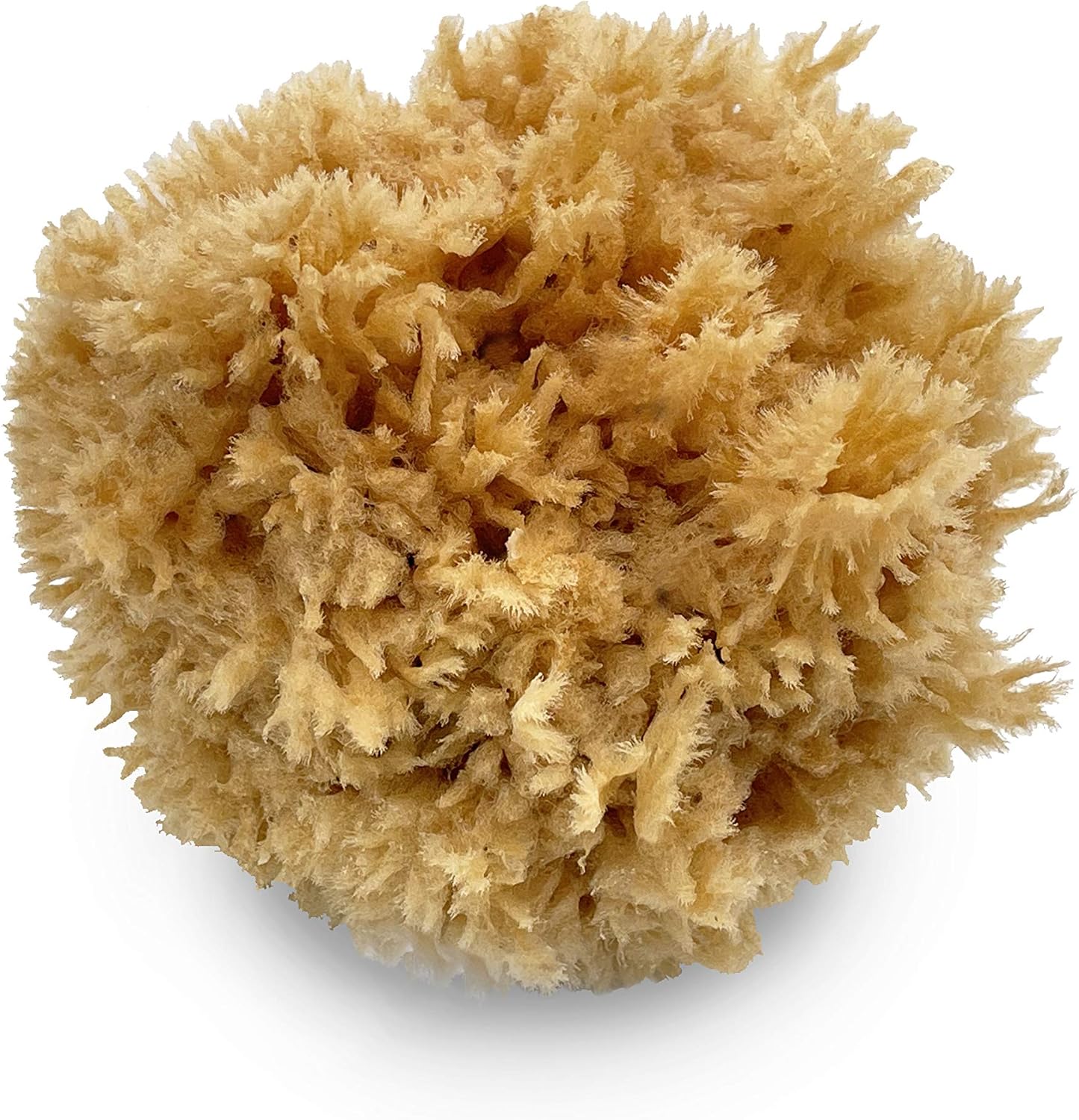 Natural Sea Wool Art Sponge: Premium Professional Grade 5"-6" Unbleached, Excellent for Painting, Decorating, Texturing, Sponging, Marbling Effects, Faux Finishes, Crafts & More by Lullingworth®