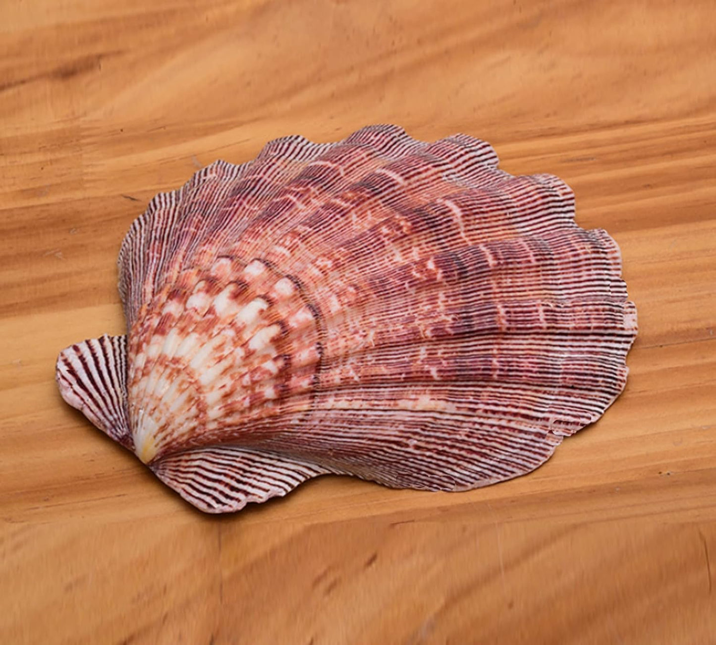 2 PCS Large Great Orange Lions Paw Scallop 5-6" Shells for Baking Smudging Craft Beach Decor. Ocean Beach Seashells Perfect for Home Decoration, Art Craft, Vase Filler Fish Tank