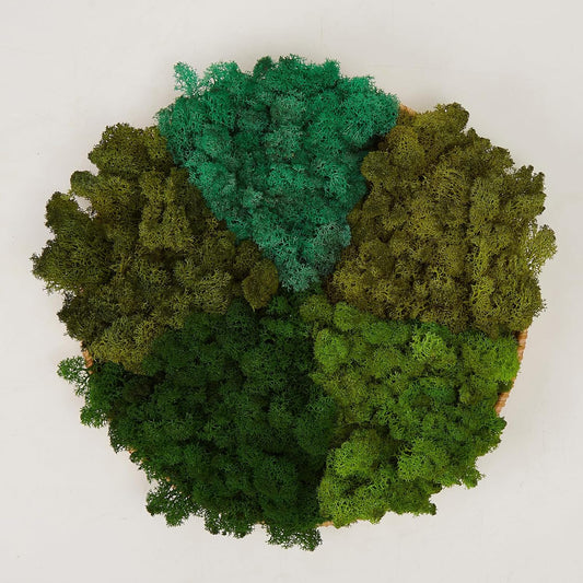 Preserved Reindeer Moss Natural Green DIY Kit Gardenning Art Wall Decor Florist Decor Easter Table Decor Wedding