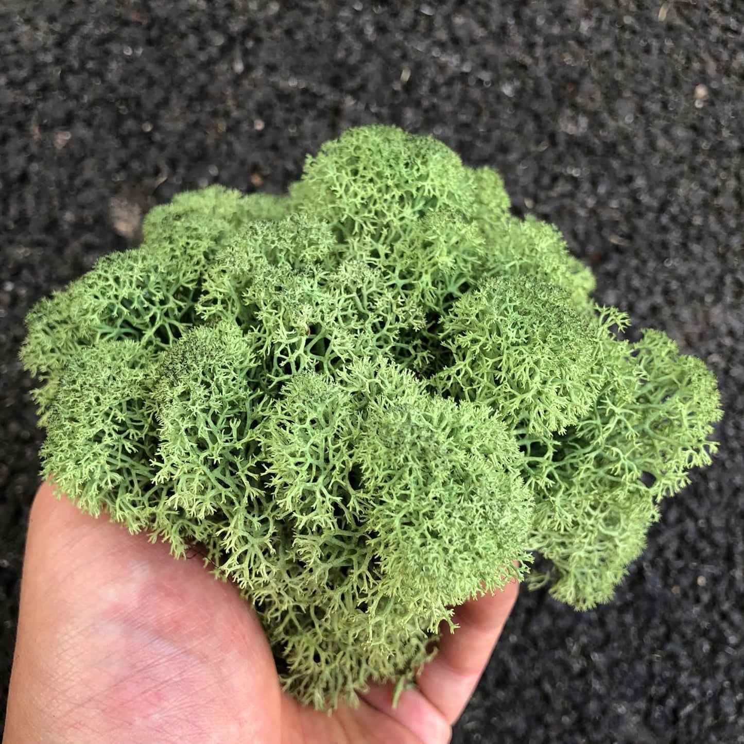 Preserved Reindeer Moss Natural Green DIY Kit Gardenning Art Wall Decor Florist Decor Easter Table Decor Wedding