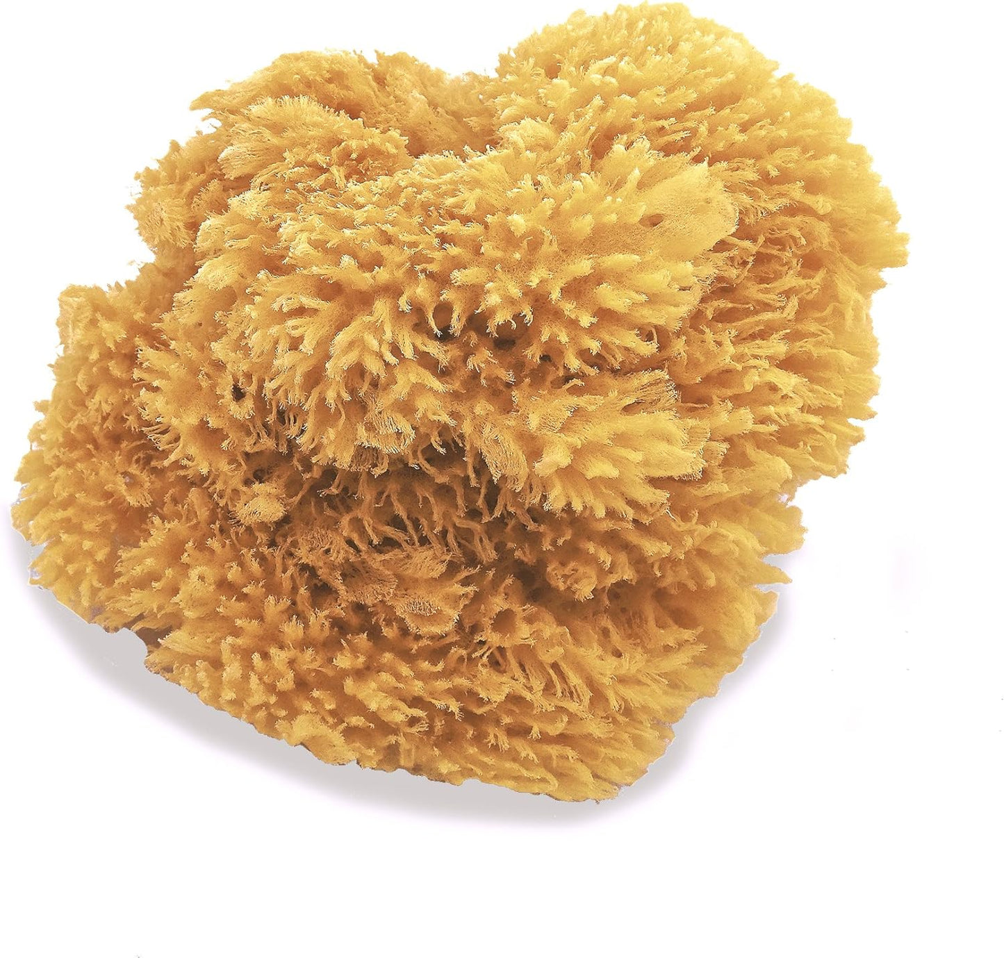 Natural Sea Sponges for Artists - Unbleached 5"-5.5" 2pc Value Pack: Great for Painting Decorating Texturing Sponging Marbling Effects Faux Finishes Crafts & More by Lullingworth®