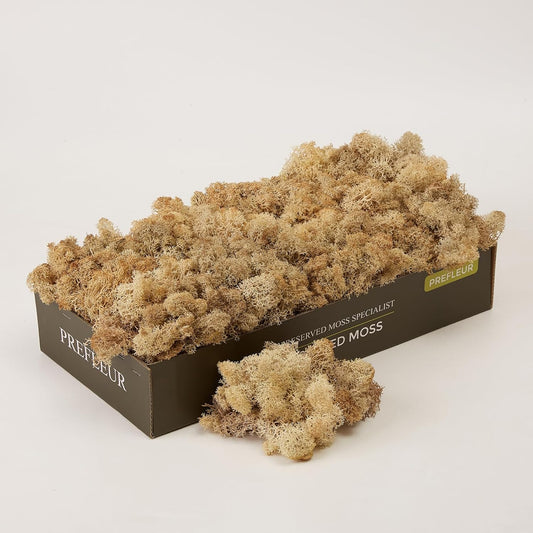 Preserved Reindeer Moss Natural Green DIY Kit Gardenning Art Wall Decor Florist Decor Easter Table Decor Wedding