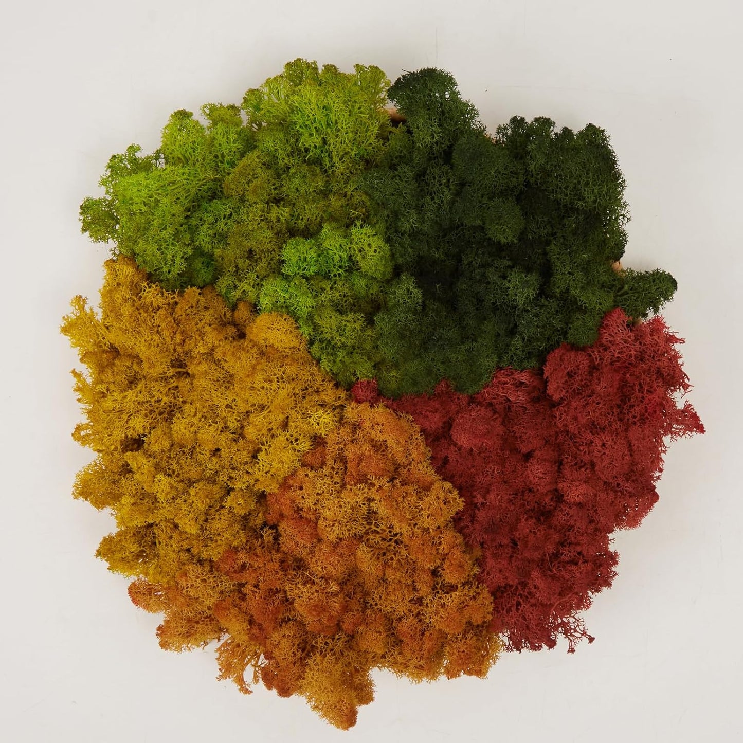 Preserved Reindeer Moss Natural Green DIY Kit Gardenning Art Wall Decor Florist Decor Easter Table Decor Wedding