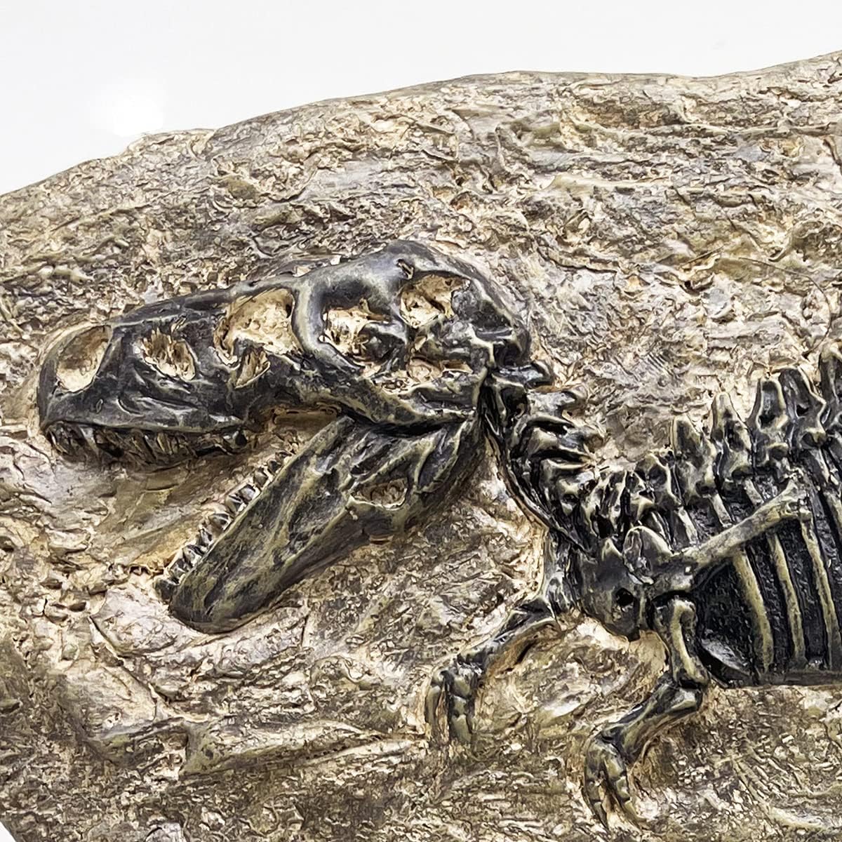 XINDAM Resin Tyrannosaurus Rex Dinosaur Fossil Statue Model Simulated Skeleton Home Office Display Decorative Craft Box Decoration (Style 5)