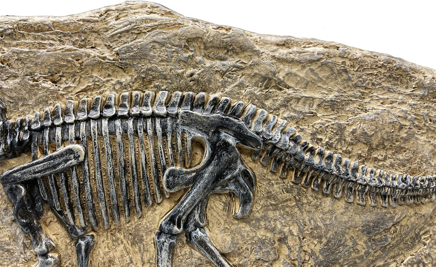 XINDAM Resin Triceratops Dinosaur Fossil Statue Model Simulated Skeleton Home Office Display Decorative Craft Box Decoration (Style 6)