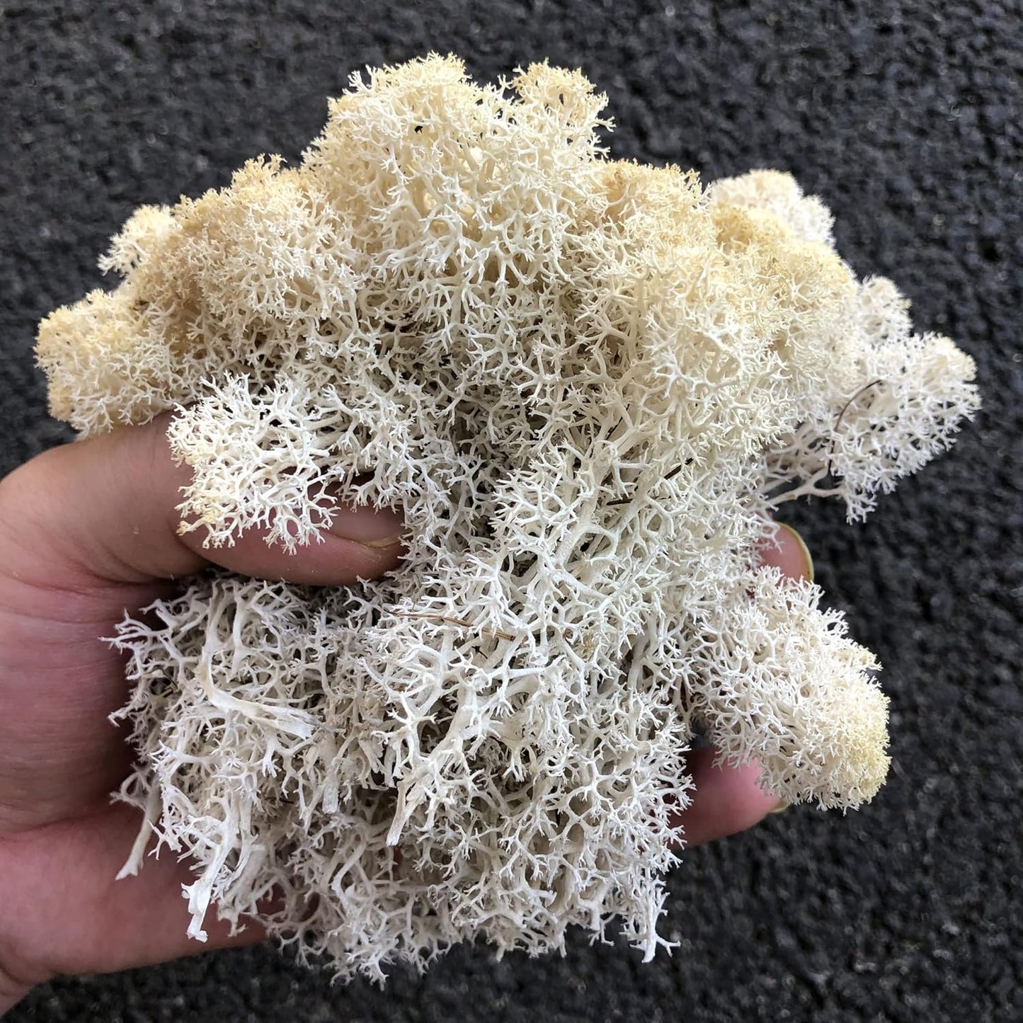 Preserved Reindeer Moss Natural Green DIY Kit Gardenning Art Wall Decor Florist Decor Easter Table Decor Wedding