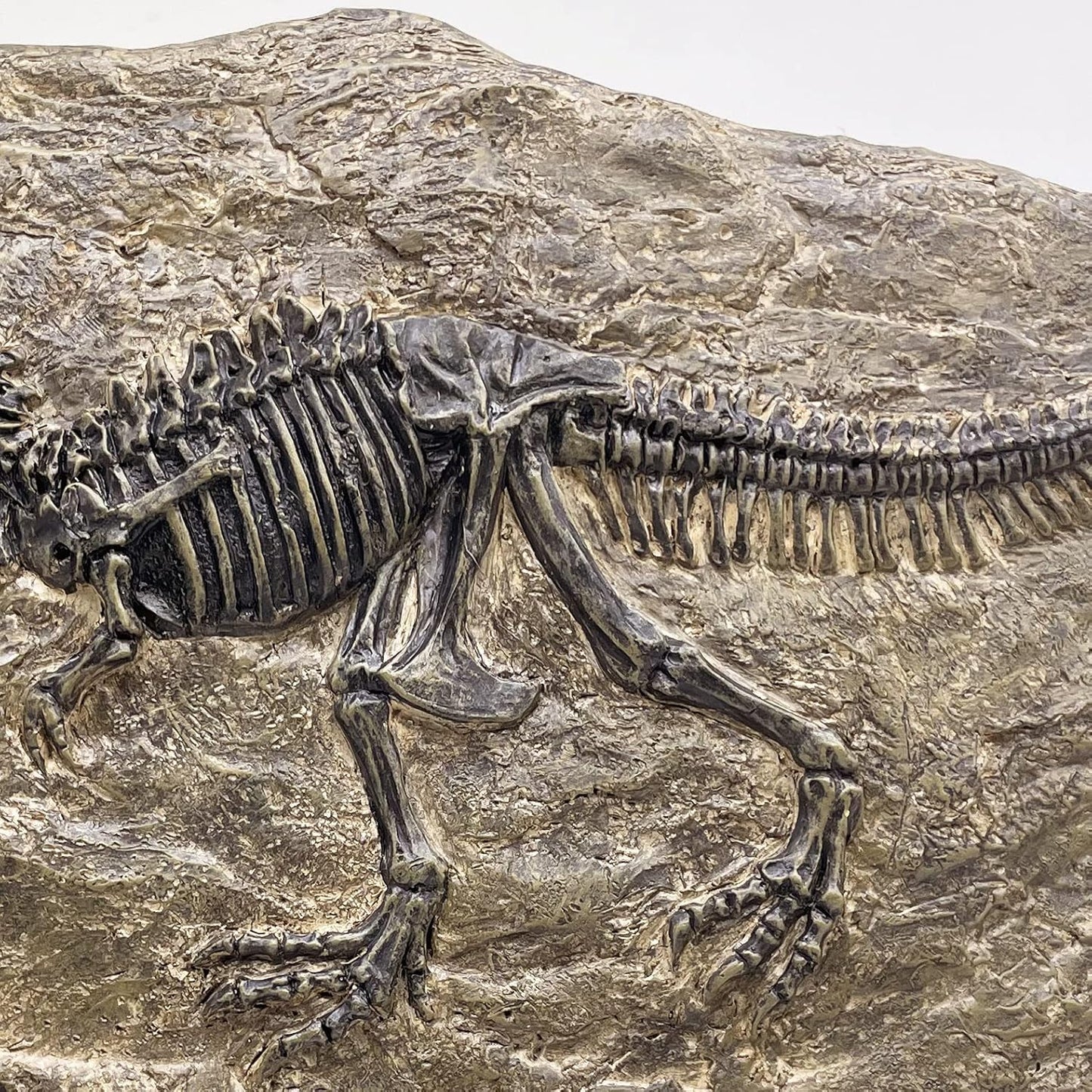 XINDAM Resin Tyrannosaurus Rex Dinosaur Fossil Statue Model Simulated Skeleton Home Office Display Decorative Craft Box Decoration (Style 5)