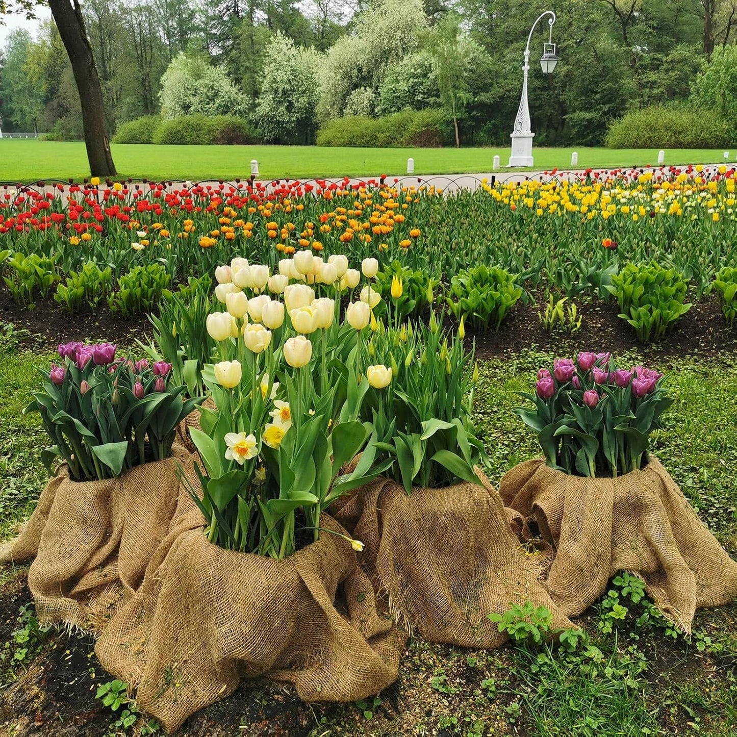 Garden Burlap Roll, 63" x 30 Feet Natural Jute Burlap Fabric Roll for Gardening Raised Bed Liners,Seed Cover,Edging,Weed Barrier,Aisle Runner Plant Cover Tree Protections (63" x 30 Feet)