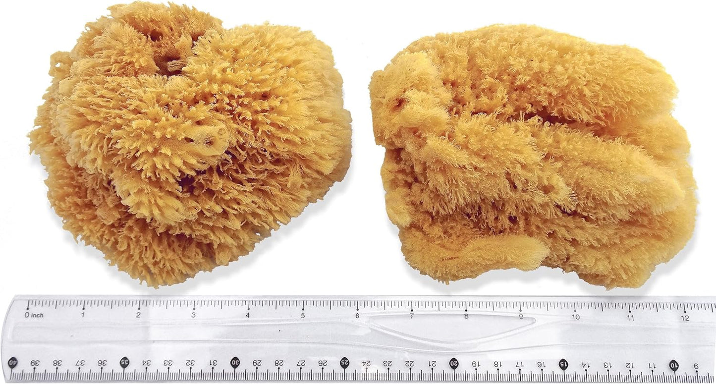 Natural Sea Sponges for Artists - Unbleached 5"-5.5" 2pc Value Pack: Great for Painting Decorating Texturing Sponging Marbling Effects Faux Finishes Crafts & More by Lullingworth®